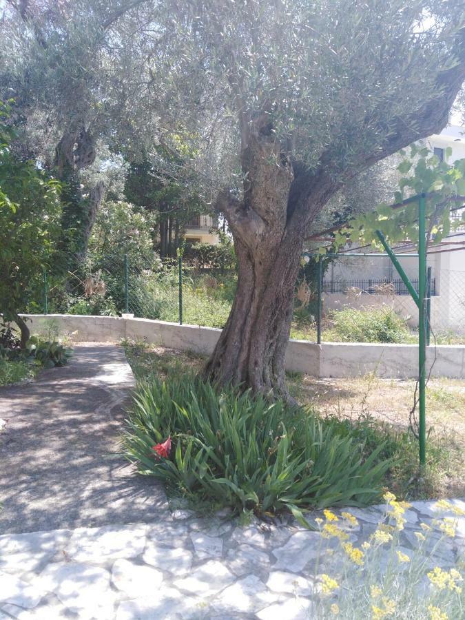 Apartments Mrvaljevic Petrovac エクステリア 写真